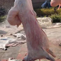 آقاجون