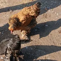 9 عدد خروس 2 عددمرغ به صورت کلی برای فروش