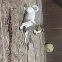 معاوضه شیواوا