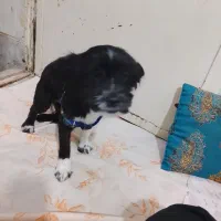 سگ تریر 9ماهه