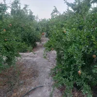 درود.فروش ۱۳۵۴مترباغ اناری اب تلمبه فول خیرابادفسا|فروش خانه و ویلا|فسا, |دیوار