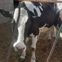 گاو ۹ماه ابستن