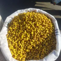 پسته رفنجان