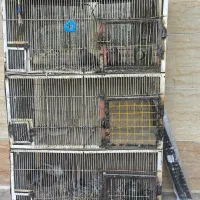 قفس جفتی پرنده