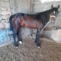 خرید اسب مادیان قاطر