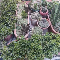 کاک دوس