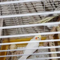 عروس هلندی نروماده