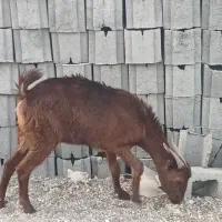 فروش گوسفند محلی