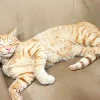 واگذاری گربه حمایتی