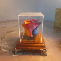 گل رز جاویدان هفت رنگ