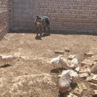 ماده|سگ|تایباد, |دیوار