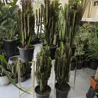 کاکتوس افوربیا سطل 7|گل و گیاه طبیعی|بندرعباس, |دیوار