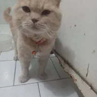 ((جهت جفت گیری))