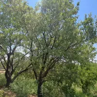 باغ
