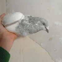 تعدادی طوقی بلند پرواز ۱۲تا هستن