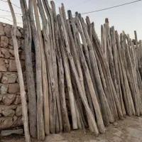 چنار کاملا سالم