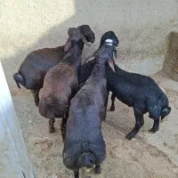 بره قوچ های قزل افشار و قره قزل میش بزغاله فروشی|حیوانات مزرعه|همدان, |دیوار