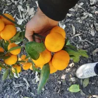 خرید سردرختی نازنگی