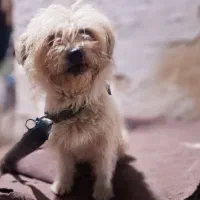 سگ پا کوتاه