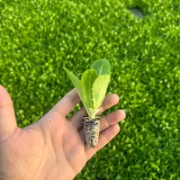 اجاره-کننده-زمین-کشاورزی