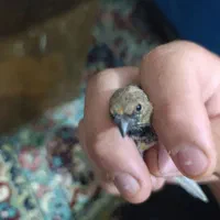 حراج بخون|حراج|زرند, |دیوار