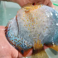 فروش ویژه ماهی دیسکس|ماهی|مشهد, خلق آباد سفلی|دیوار