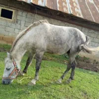 اسب نریان اروم وباری وسواری