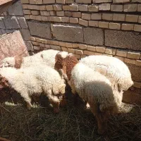 گوسفند بره همه نر