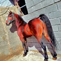 کره نر ۲۲ ماهه درجه یک