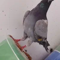 کفتر|پرنده|اردبیل, |دیوار