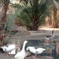 شادگان|حیوانات مزرعه|شادگان, |دیوار