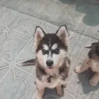سگ هاسکی مالاموت