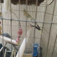 عروس هلندی|پرنده|قرچک, میرزائی شمالی|دیوار