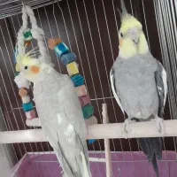 عروس هلندی مولد سخنگو باقفس و لوازم