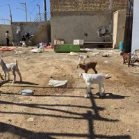 بزغاله|حیوانات مزرعه|برخوار, |دیوار