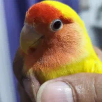 طوطی برزیلی|پرنده|سنگر, |دیوار