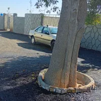 باغچه۲۵۹متری چسب مسکونی (چهار دیواری)|فروش زمین و ملک کلنگی|اسلام‌شهر, شهرک احمدیه|دیوار