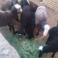 بره ماده اصیل شال