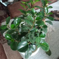 گل قاشقی|گل مصنوعی|کرج, گلشهر|دیوار