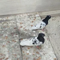 کله سیاه درجه یک|پرنده|اهواز, بیست متری شهدا|دیوار