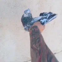 کفتر گرفتنی***