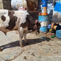 گوساله داشتی