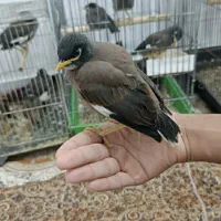 جوجه مینا جوجه ملنگو جوجه شاه طوطی طوطی های سخنگو