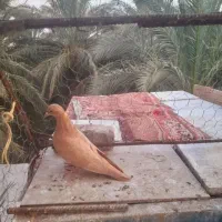 کبوتر سرخ