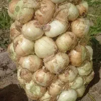 نهال پیاز مینروا