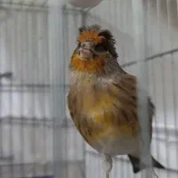 سهره قناری نر حلقه پا|پرنده|فردیس, شهرک ناز|دیوار