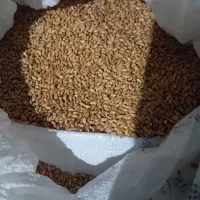 گندم تمیز