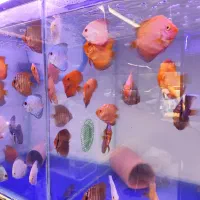 دیسکس حدود دو نیم سه اینچ پوزه خرگوشی|ماهی|مشهد, فاطمیه|دیوار