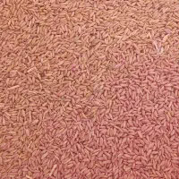 گندم بذری سم خورده