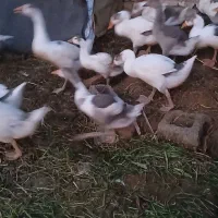 غاز درشت ارگانیک